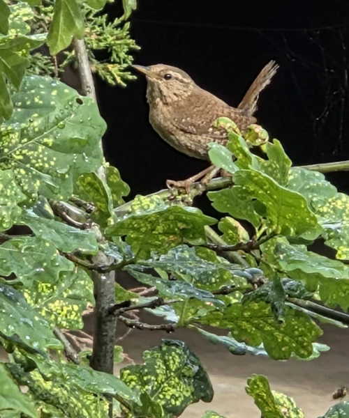 Bird perched in tree