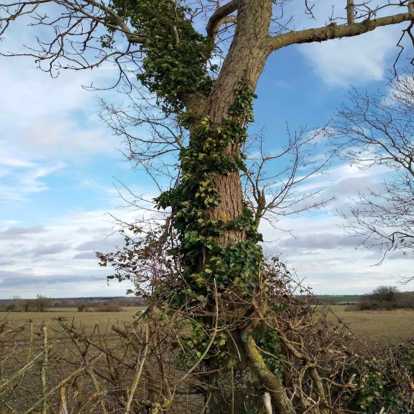 Tree trunk covered in ivy.