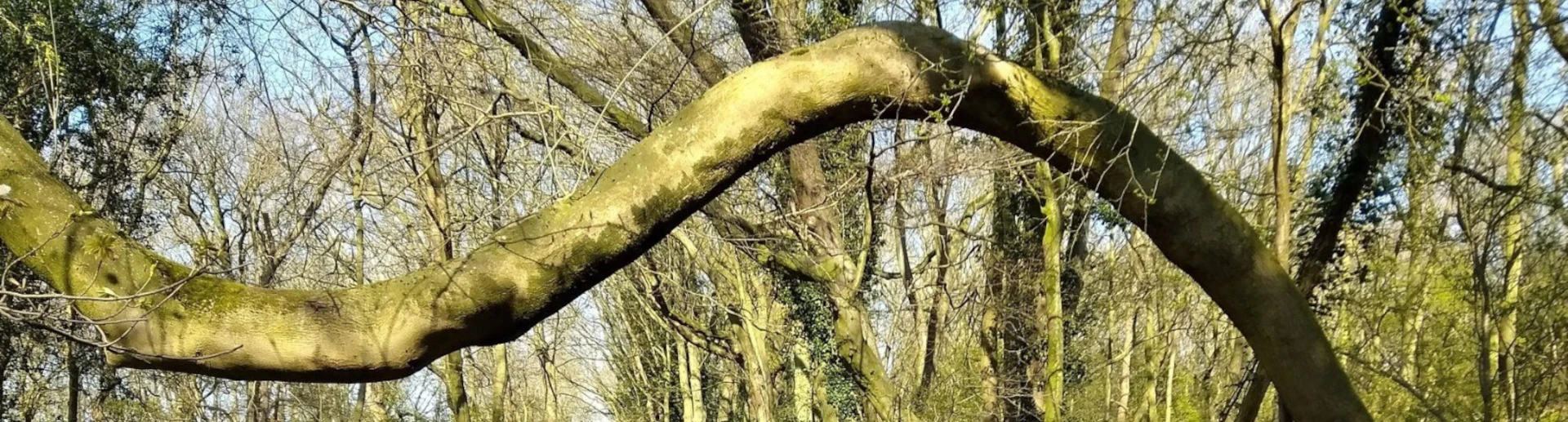 Bendy Tree